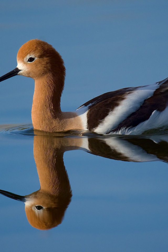 Красивая птица Американская шилоклювка отражается в воде 