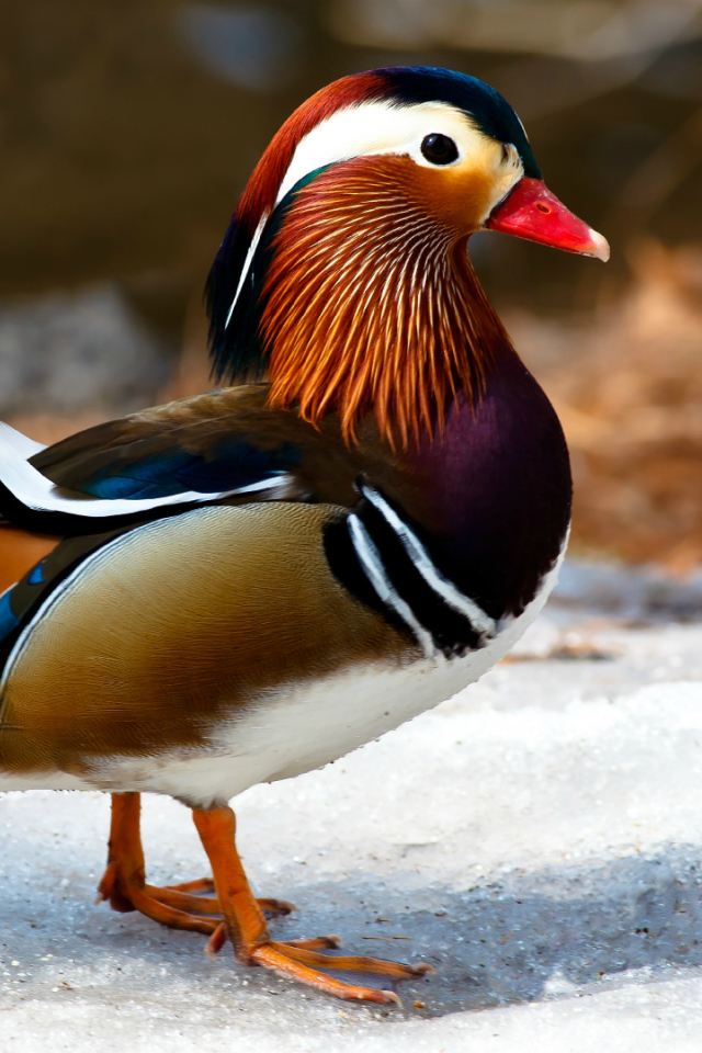 Красивая яркая утка мандаринка 