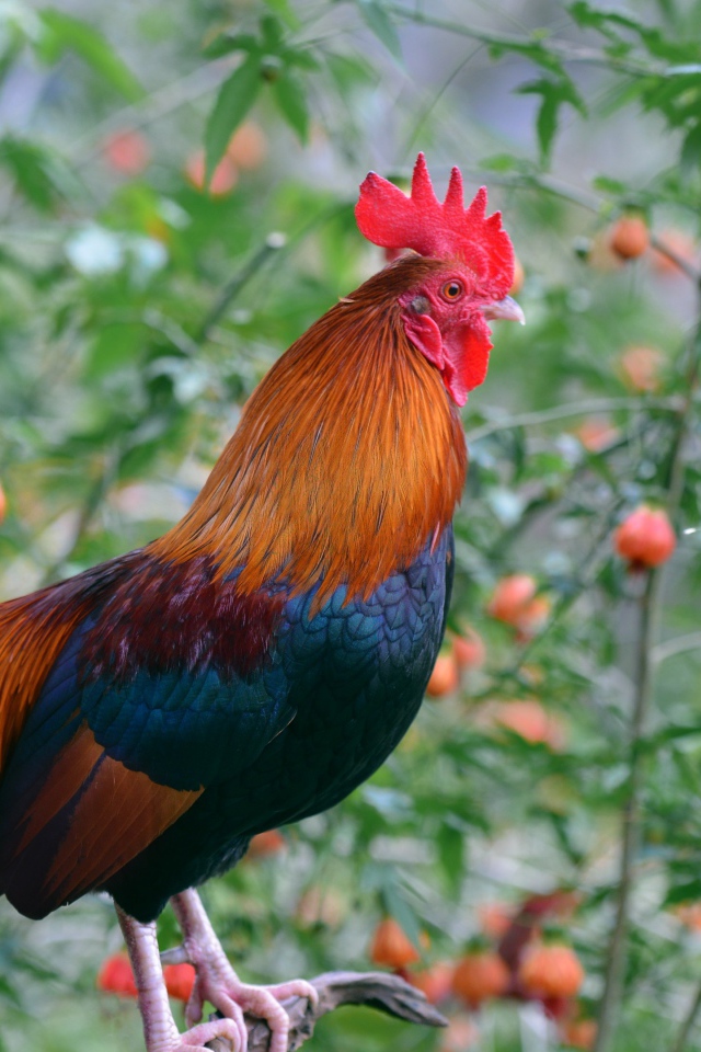 Красивый домашний петух на жердочке 