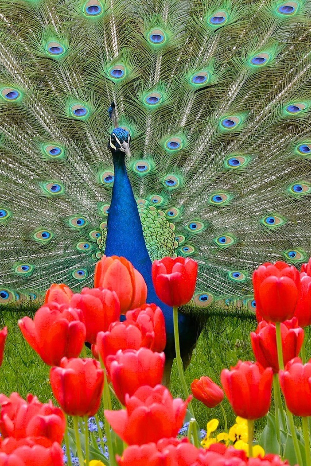 Красивый павлин на фоне красных тюльпанов 