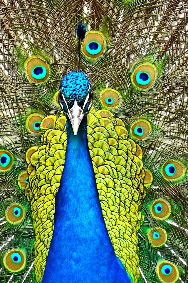 Красивый павлин распустил хвост  