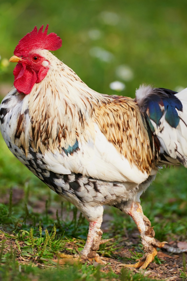 Красивый породистый петух 