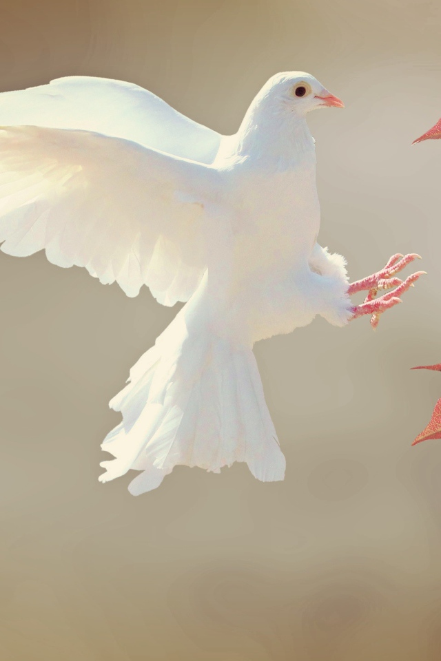 Красивый белый голубь у желтых листьев