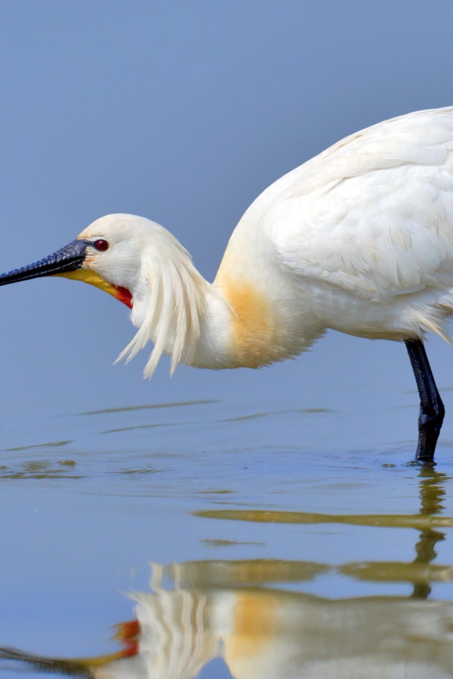 Красивая белая цапля стоит в воде