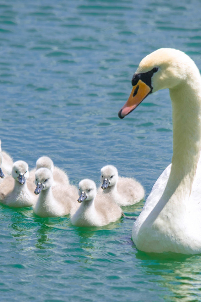 Красивый белый лебедь - шипун с птенцами в воде 