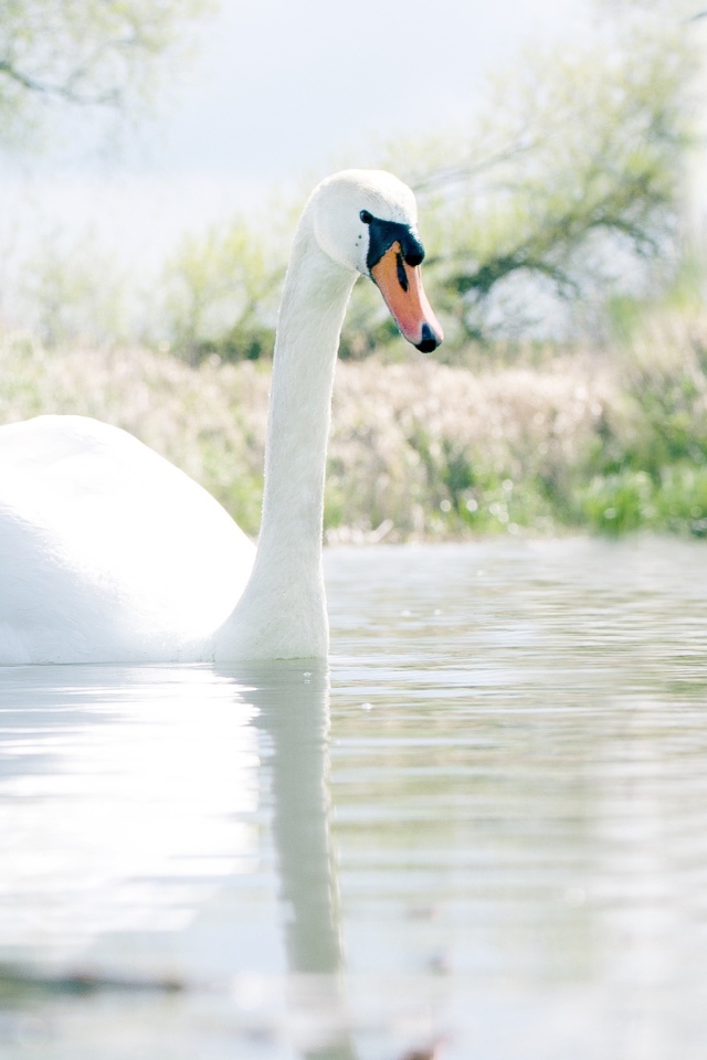 Красивый белый лебедь шипун на озере 