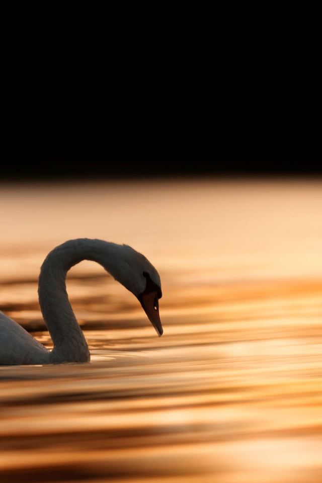 Красивый белый лебедь шипун плавает в воде