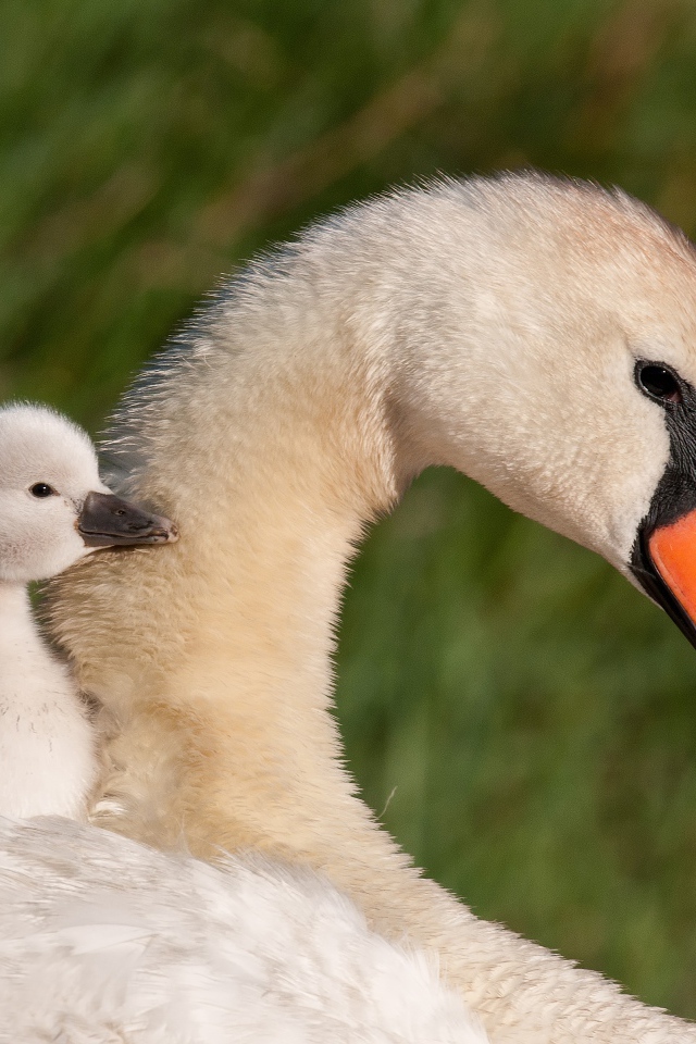 Красивые белый лебедь шипун с маленьким птенцом