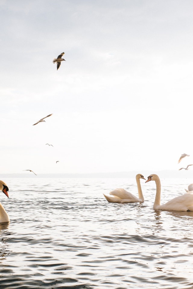 Красивые белые лебеди - шипуны плавают в озере