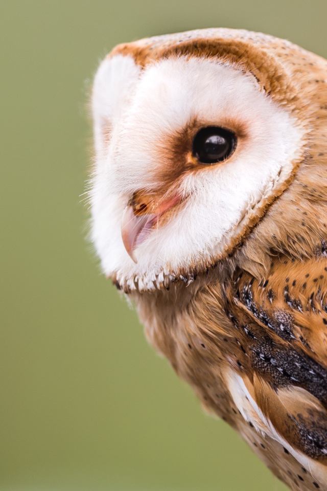 Большая красивая сова крупным планом