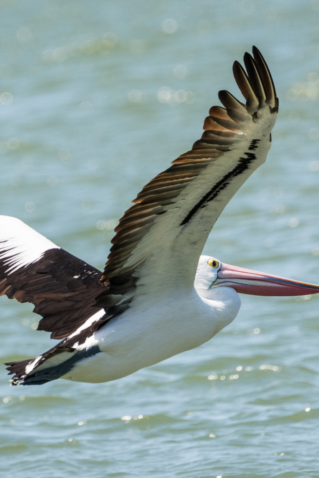 Большая птица пеликан летит над водой