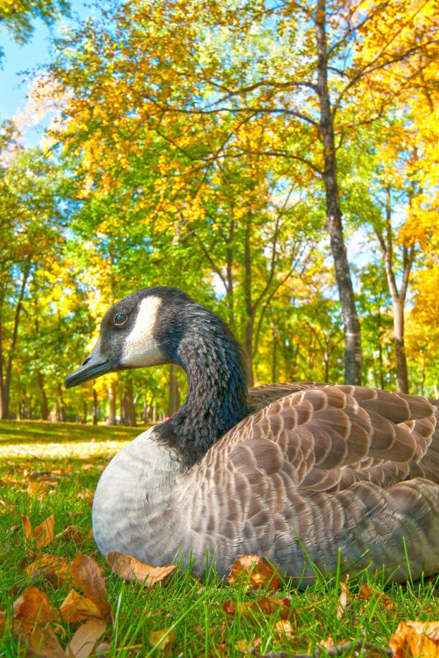 Большой гусь сидит на траве в парке осенью