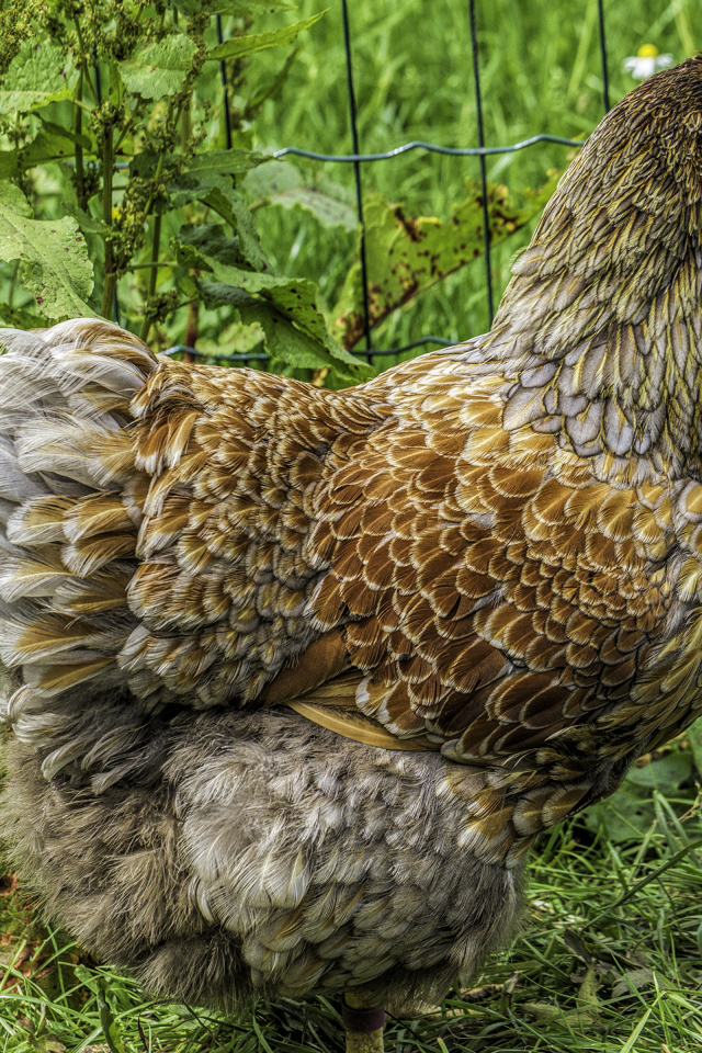 Большая домашняя курица на зеленой траве  