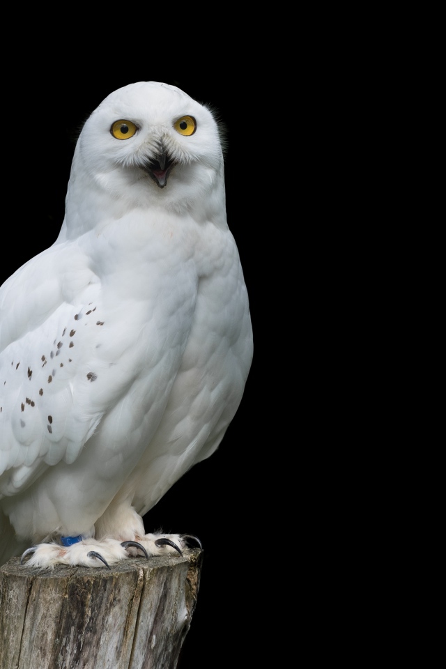 Большая снежная сова на черном фоне