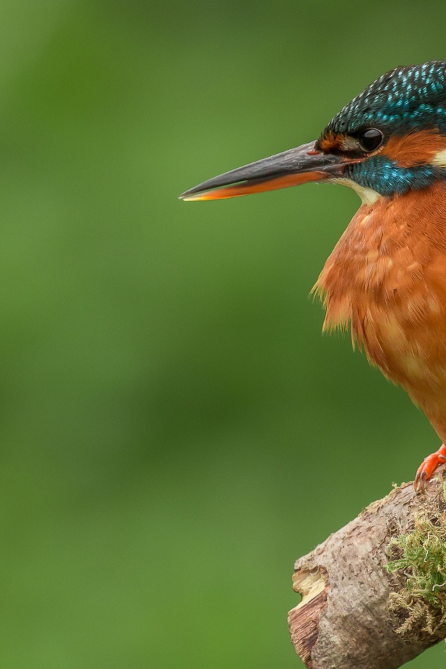 Птица зимородок сидит на ветке дерева