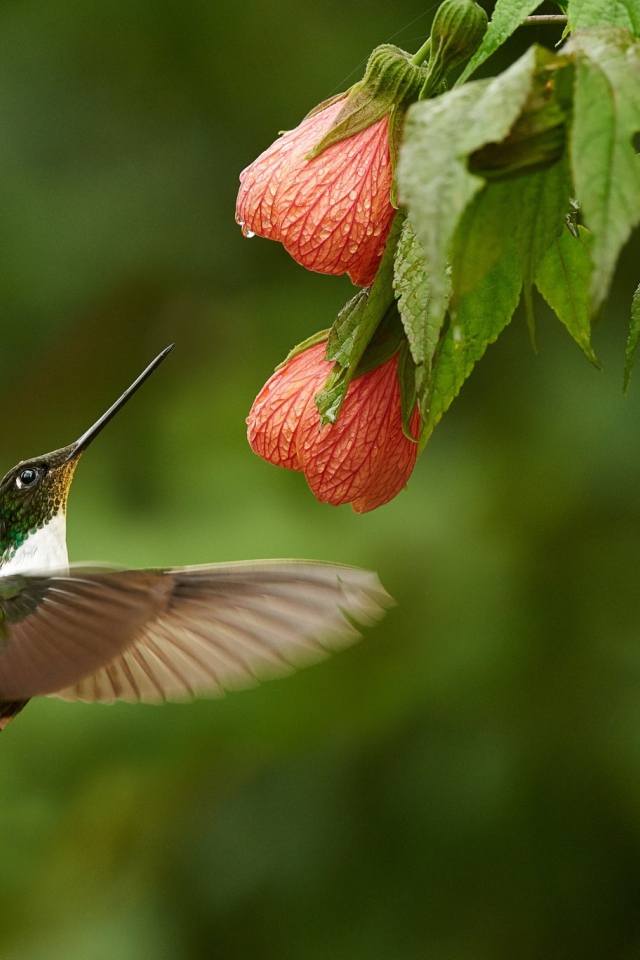 Птица колибри собирает нектар с красного цветка