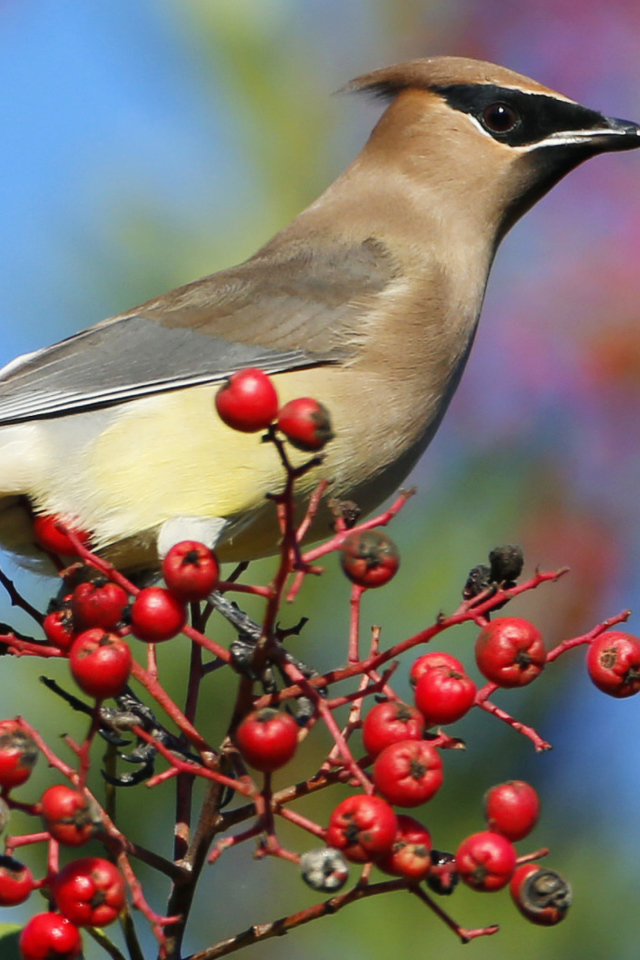Свиристель рябинник. Птицы которые едят ягоды. Дрозд обыкновенный скворец. Птицы поедающие ягоды. Птицы и фрукты.