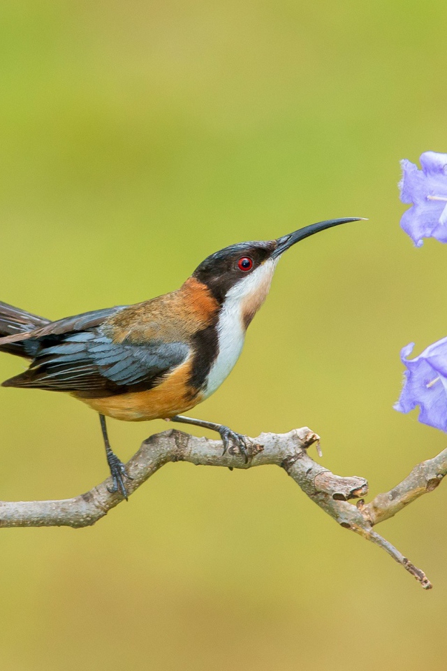 Птичка на ветке с сиреневыми цветами 