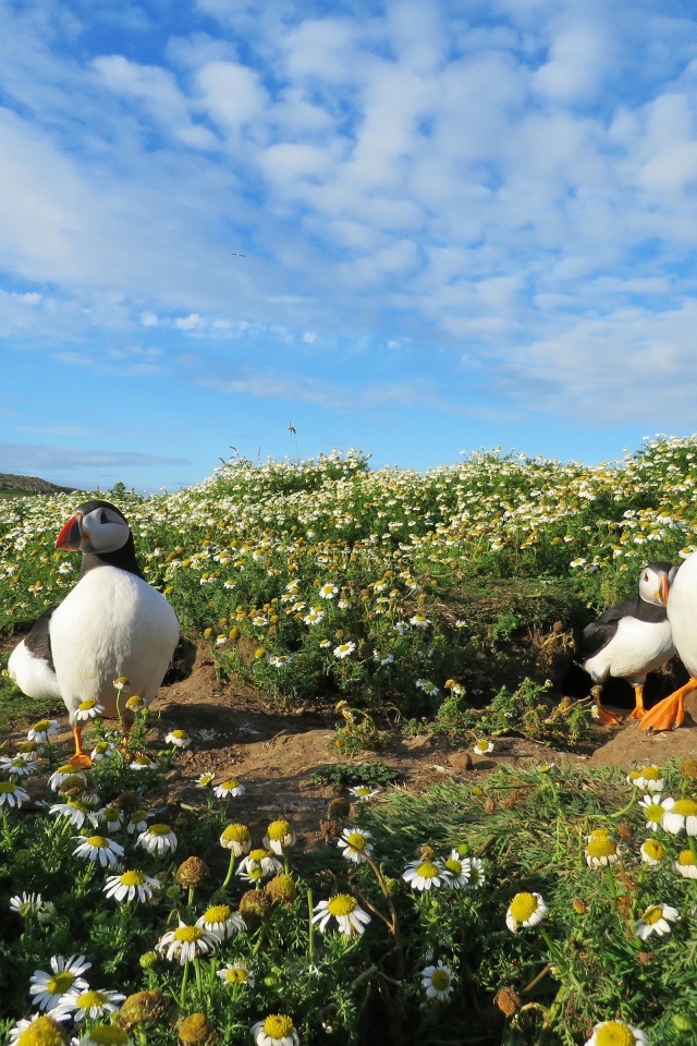 Птицы тупики на ромашковом поле под голубым небом