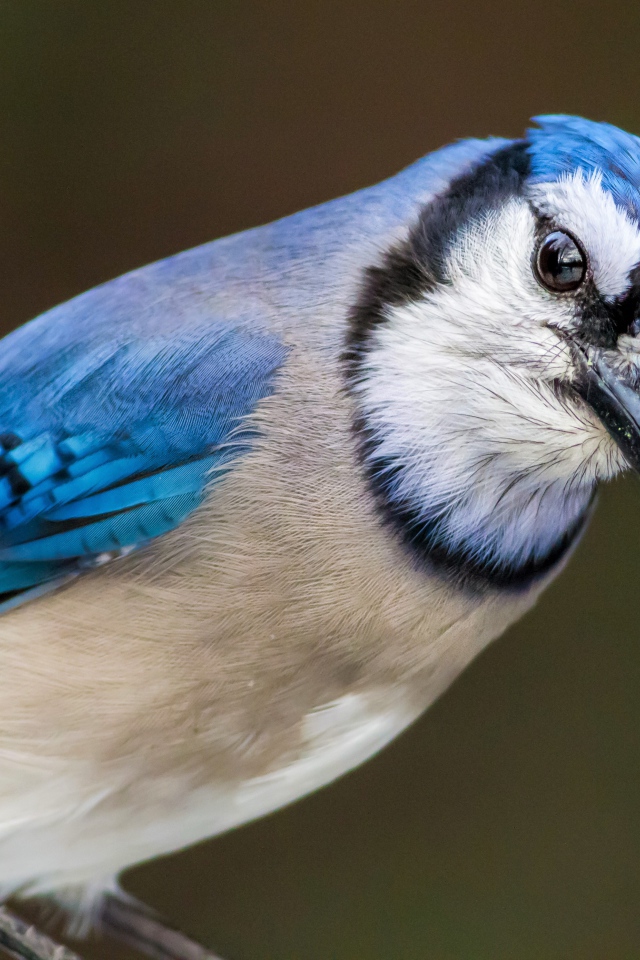 Голубая сойка крупным планом
