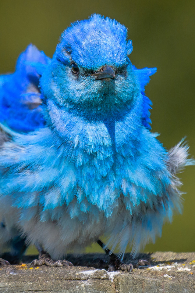 Голубая маленькая птичка Сиалия 