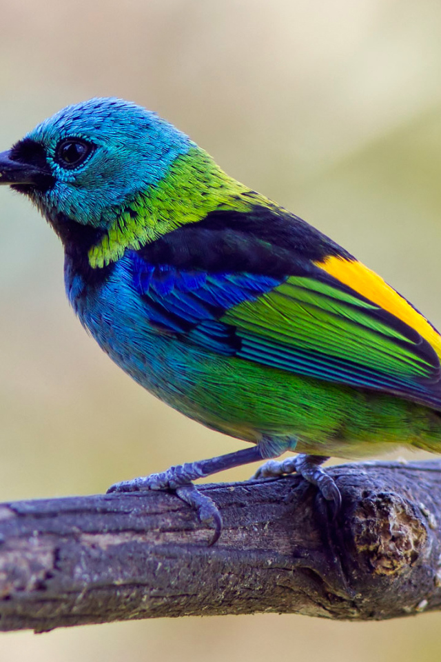 Яркая  птица танагра на ветке 