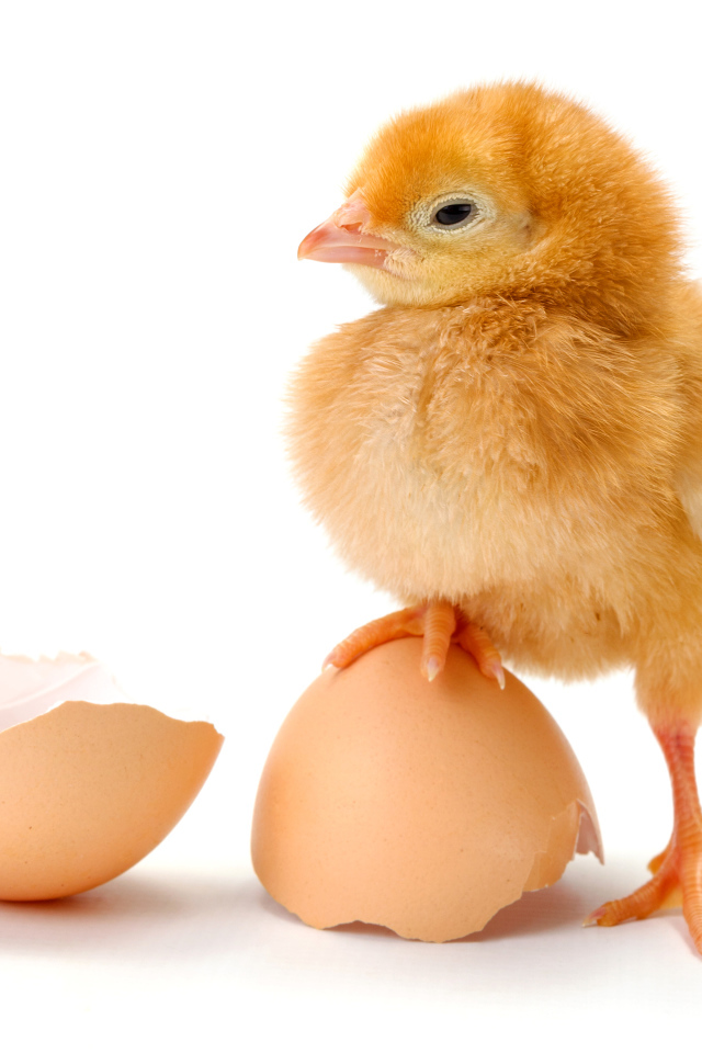 Цыпленок с разбитой яичной скорлупой на белом фоне