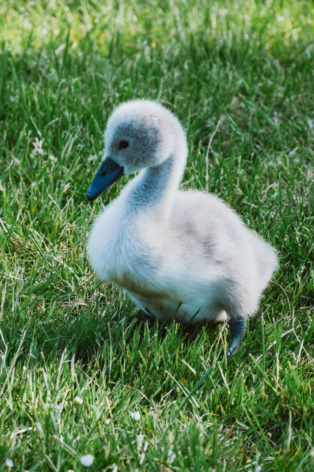 Милый маленький птенец лебедя на зеленой траве 