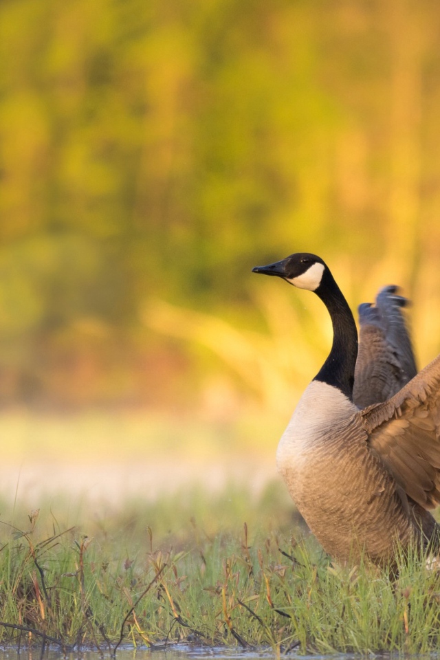 Гусь у водоема готовится взлететь 