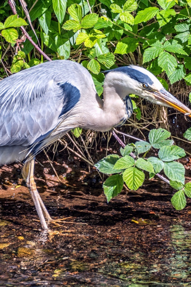 Серая цапля охотится в воде
