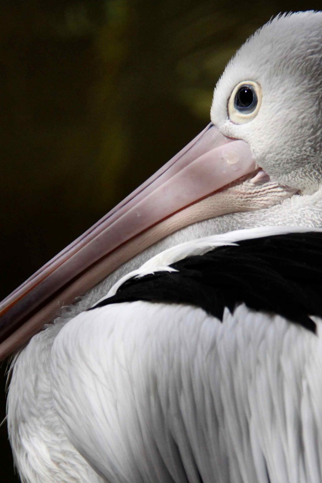 Большой австралийский пеликан крупным планом