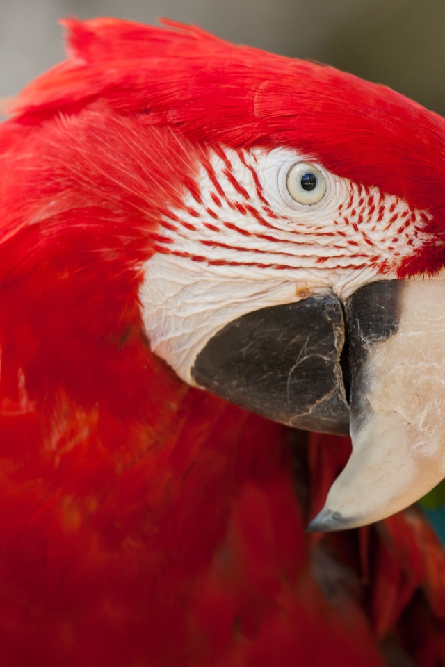 Зелено - красный попугай ара  