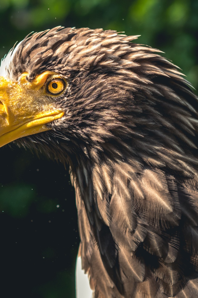 Голова орла с большим желтым клювом