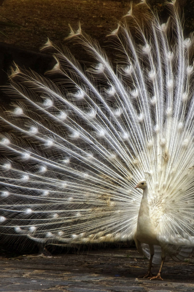 Большой красивый белый павлин