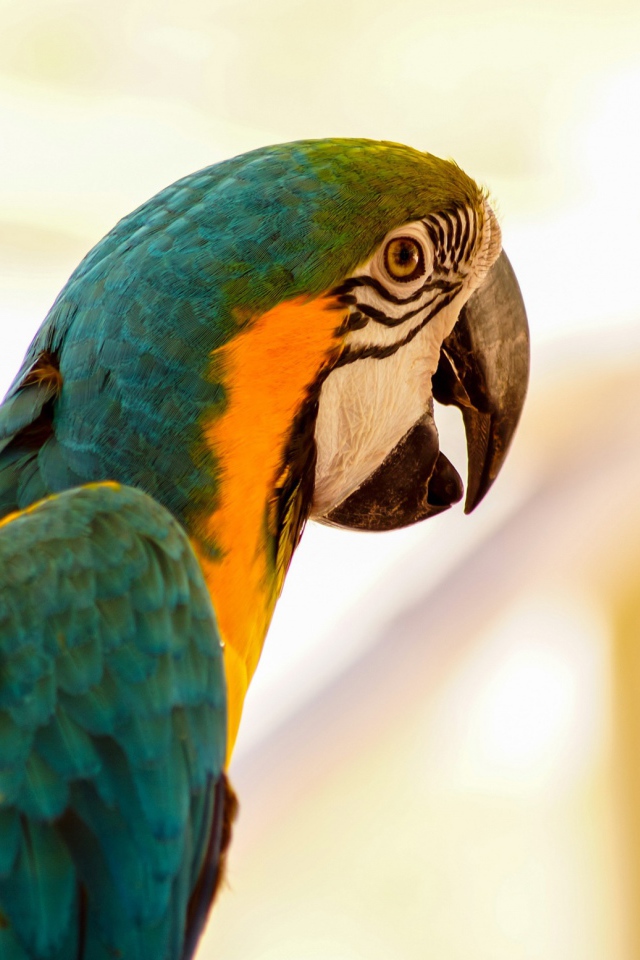 Большой сине-желтый попугай ара крупным планом