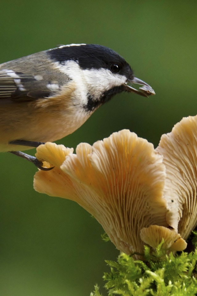 Маленькая синица сидит на грибе