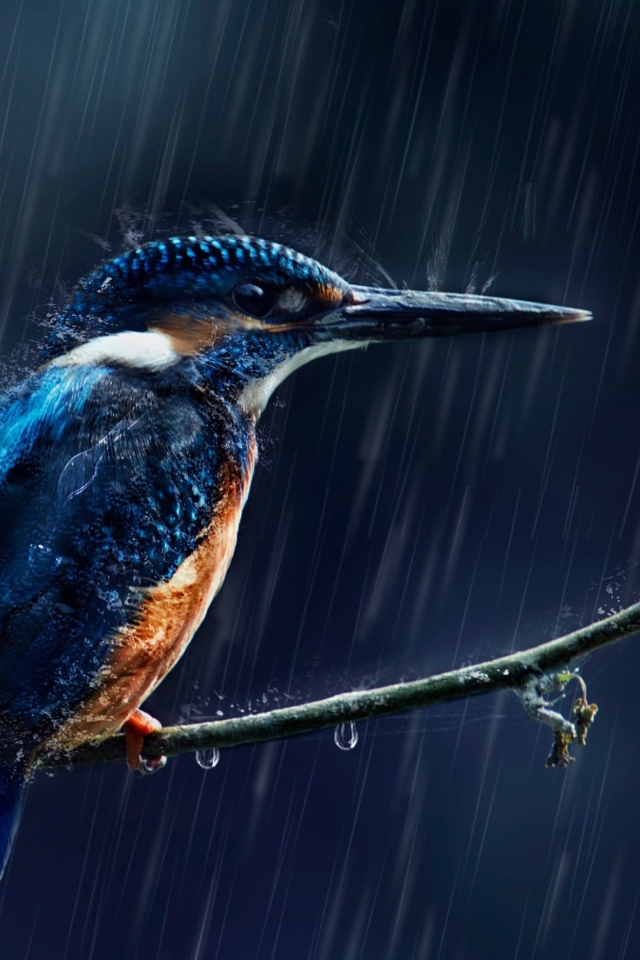 Маленькая птица зимородок на ветке под дождем