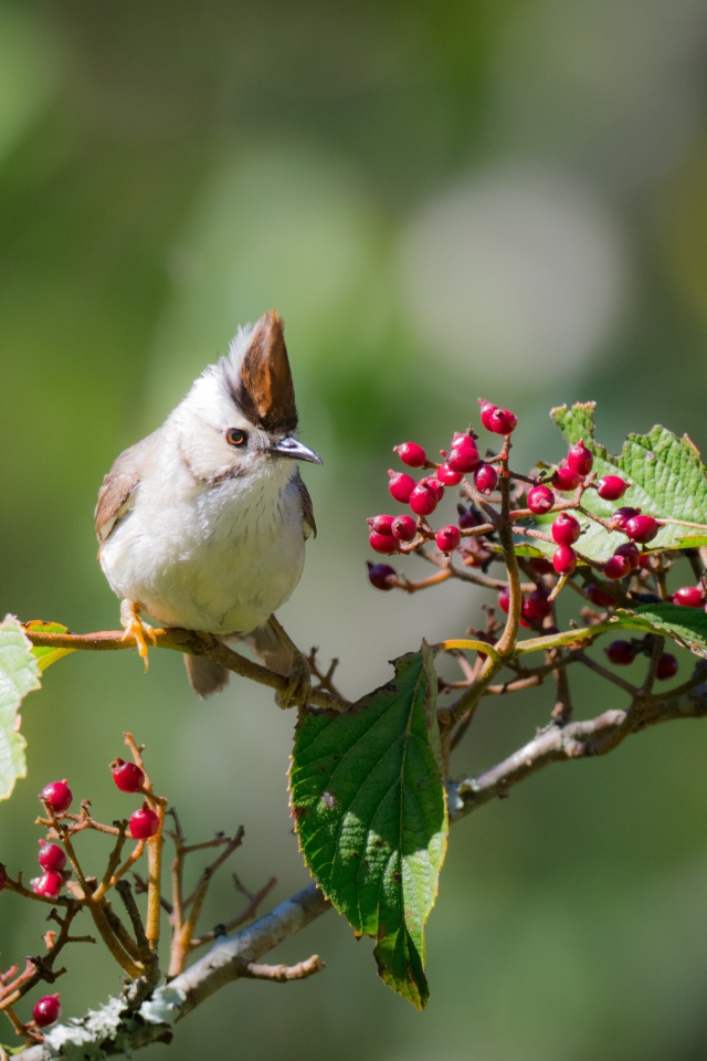 Маленькая птичка на ветке с красными ягодами
