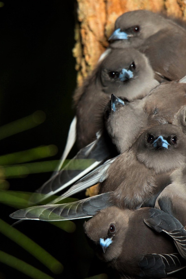 Маленькие птички породы Серый юнко сидят на ветке
