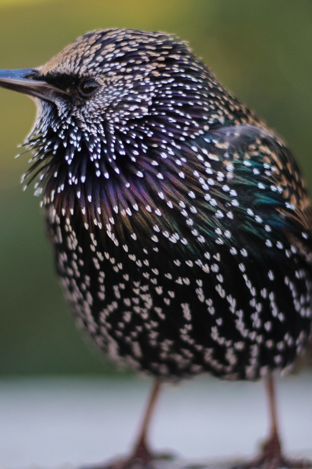 Маленький милый птенец скворца 