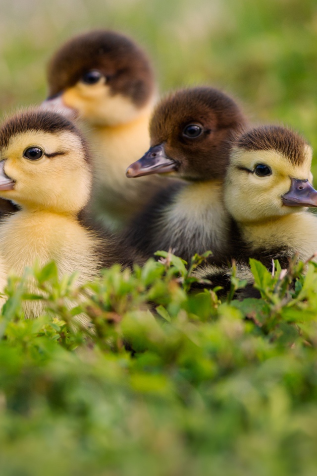 Маленькие милые утята в зеленой траве