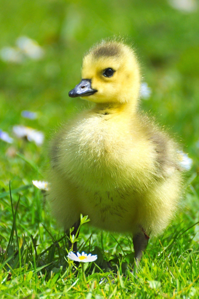 Маленький милый гусенок на зеленой траве