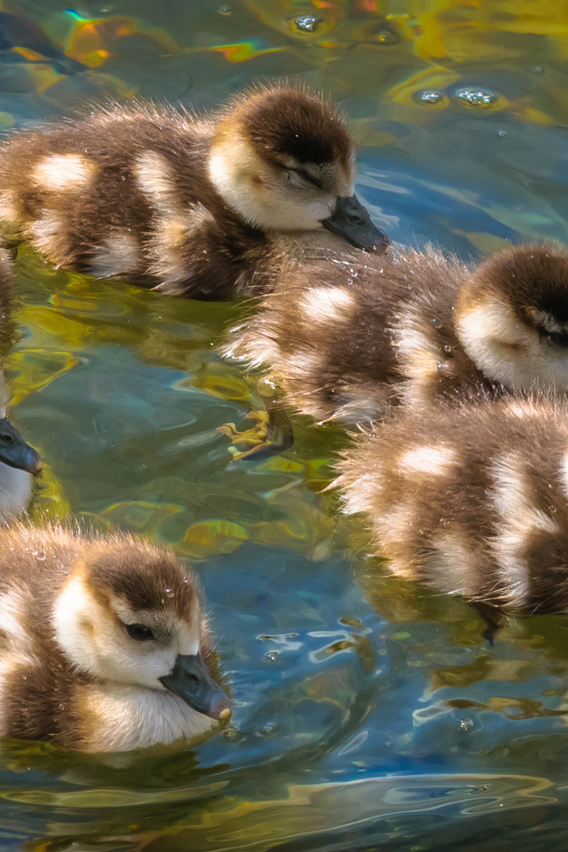 Маленькие утята плывут по воде