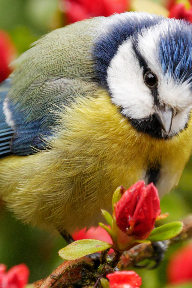 Маленькая синица сидит на ветке цветущего дерева 