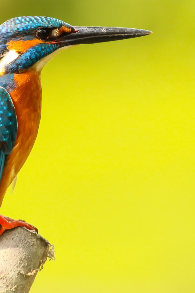 Разноцветная птица зимородок на желтом фоне