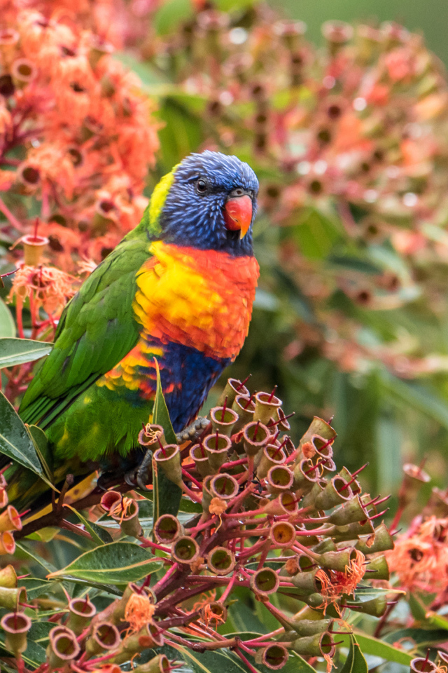 Многоцветный лорикет сидит на экзотическом цветке 
