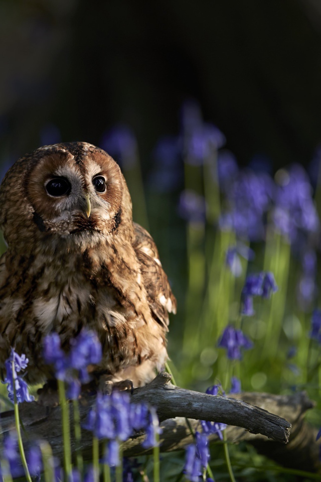 Сова сидит на сухой коряге среди голубых весенних цветов 