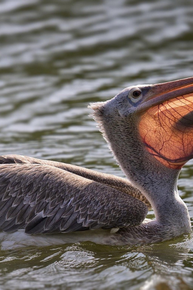 Пеликан с рыбой в клюве в воде 