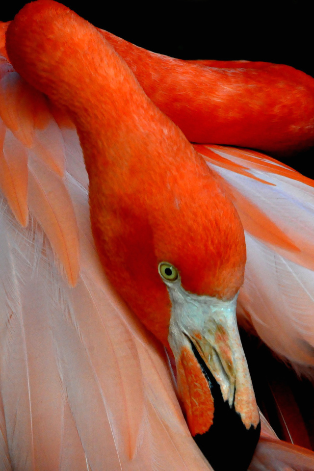 Розовый фламинго прячет голову под крыло 