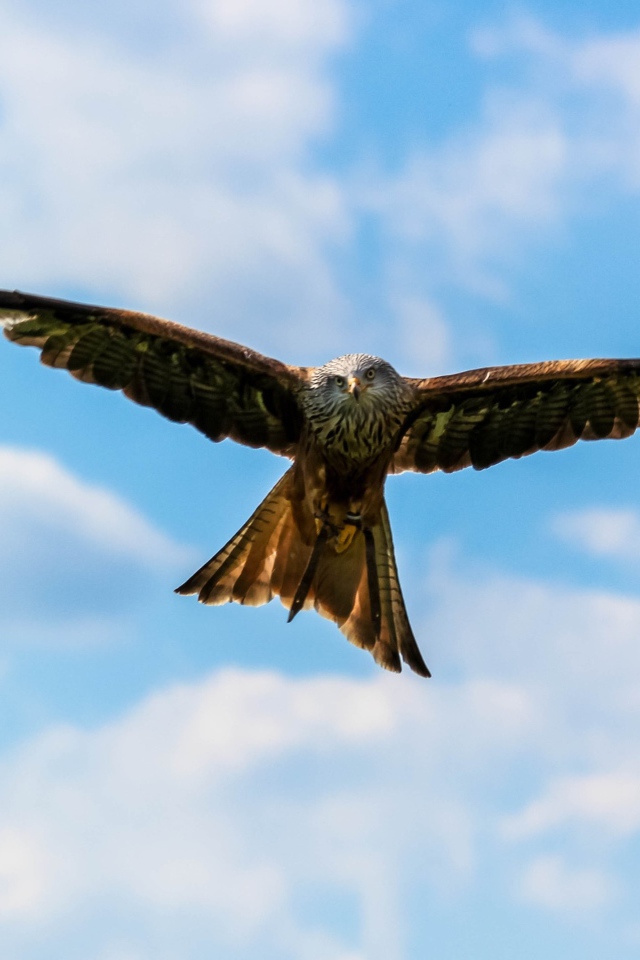 Хищная птица сапсан летит в небе
